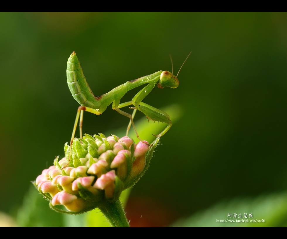http://i.dcview.tw/gallery/201205/e428d41106428bfde20a3e70c0ae3bbd.jpg