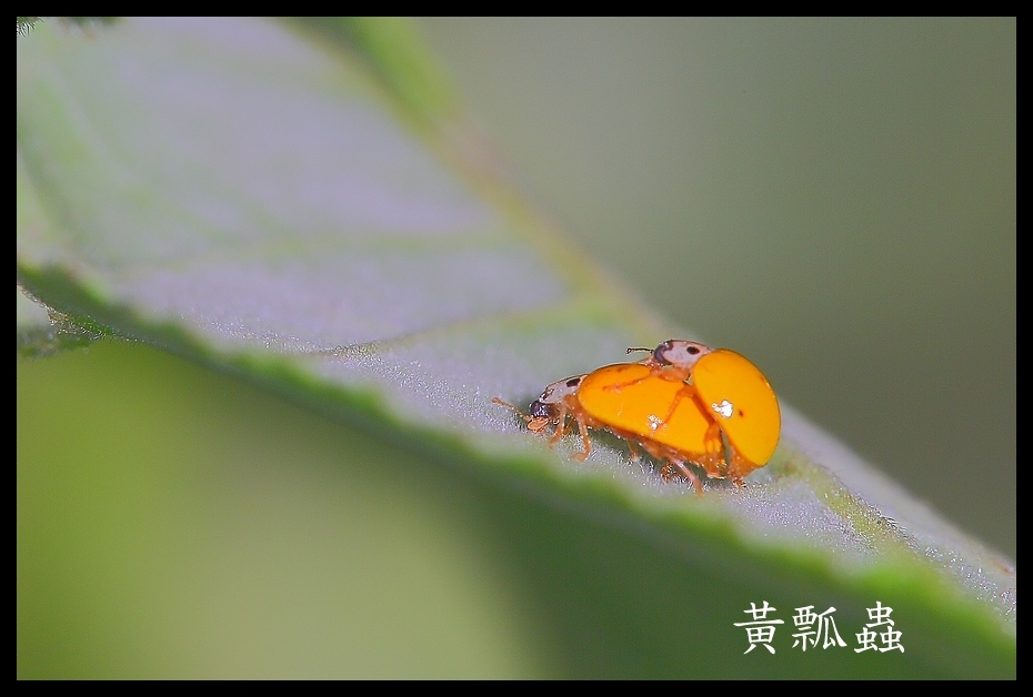http://i.dcview.tw/gallery/201205/f1ceb255b84d1e9191e47699cfe56d57.jpg