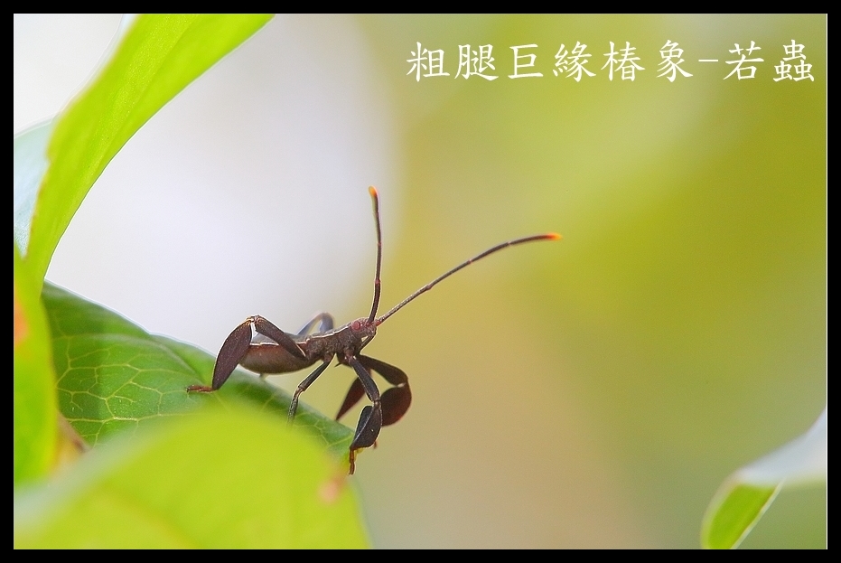 http://i.dcview.tw/gallery/201205/fa79727d82a5202273e0774ebcfffcd9.jpg