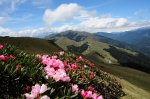 藍天.白雲.杜鵑花.
