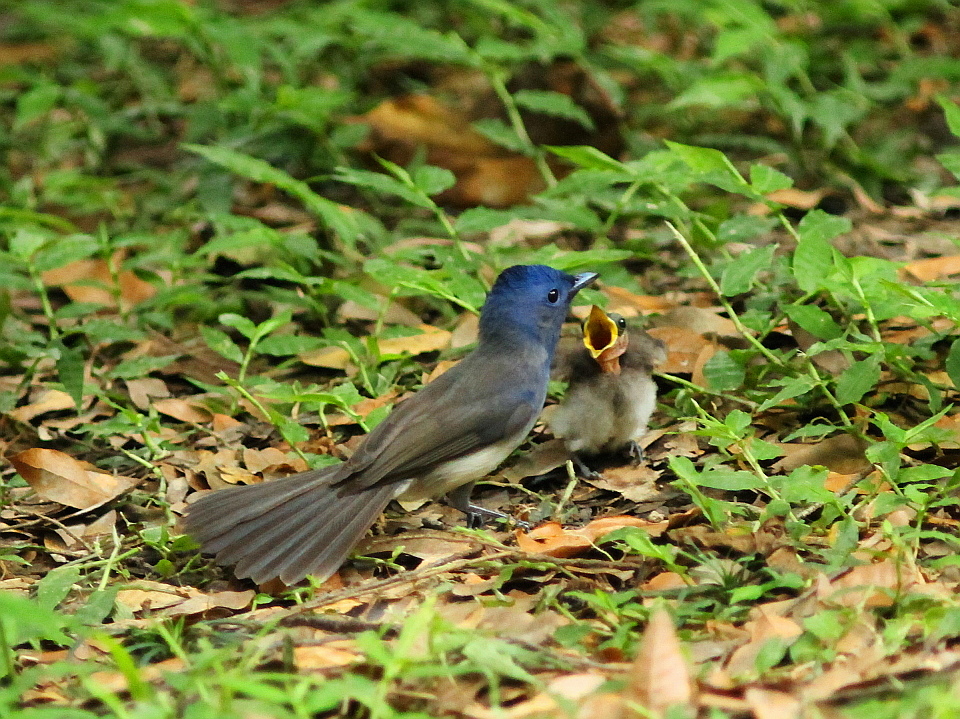 http://i.dcview.tw/gallery/201206/04d33857c95531daa483a4a79bdf023c.jpg