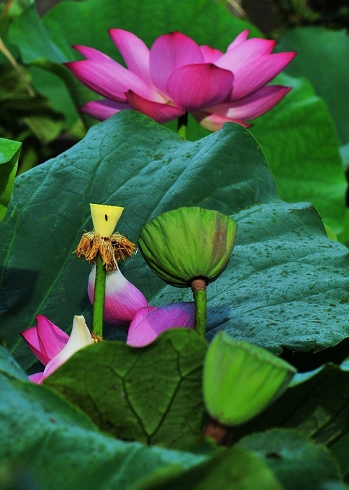 http://i.dcview.tw/gallery/201206/07def60f6fa97107faffebb19a2dd913.jpg