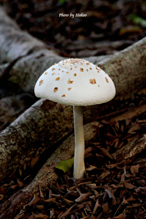 http://i.dcview.tw/gallery/201206/083491dcfae676350bc6905351d9c7ae.jpg