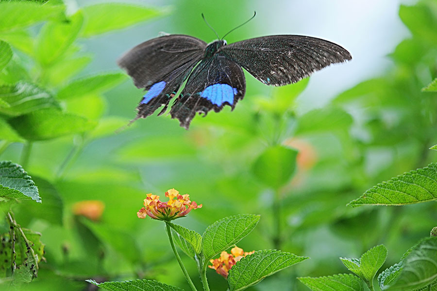 http://i.dcview.tw/gallery/201206/12bc6770abe8a8b5d09a9a239a968279.jpg