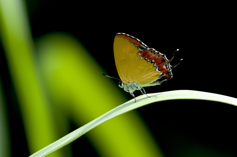 http://i.dcview.tw/gallery/201206/1419c3bb3174251b1639fb64549ce87e.jpg