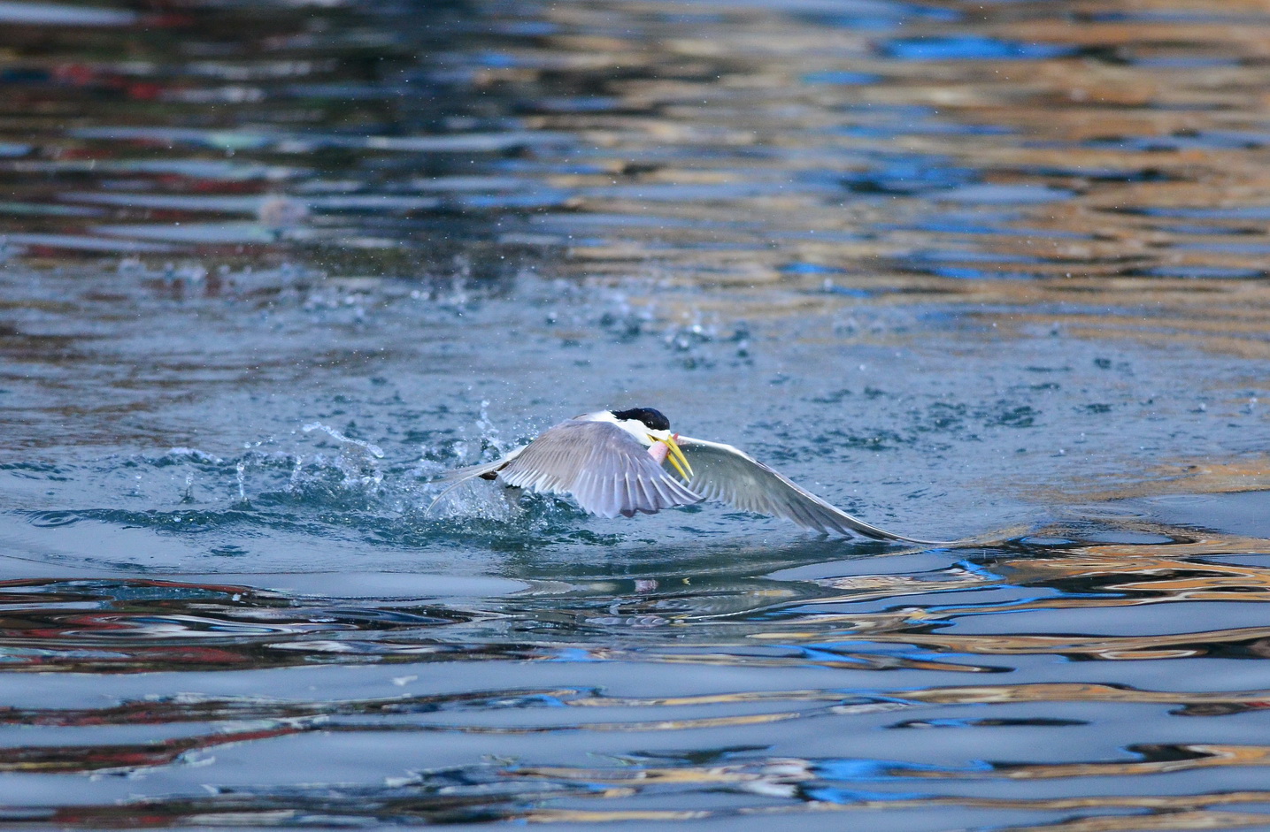 http://i.dcview.tw/gallery/201206/20e7b5c4ff15e3ab8f66eacbd2ff313a.jpg