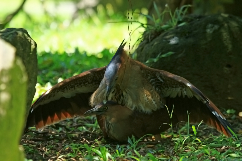 http://i.dcview.tw/gallery/201206/24144b2ce849fea7080173f631234a02.jpg