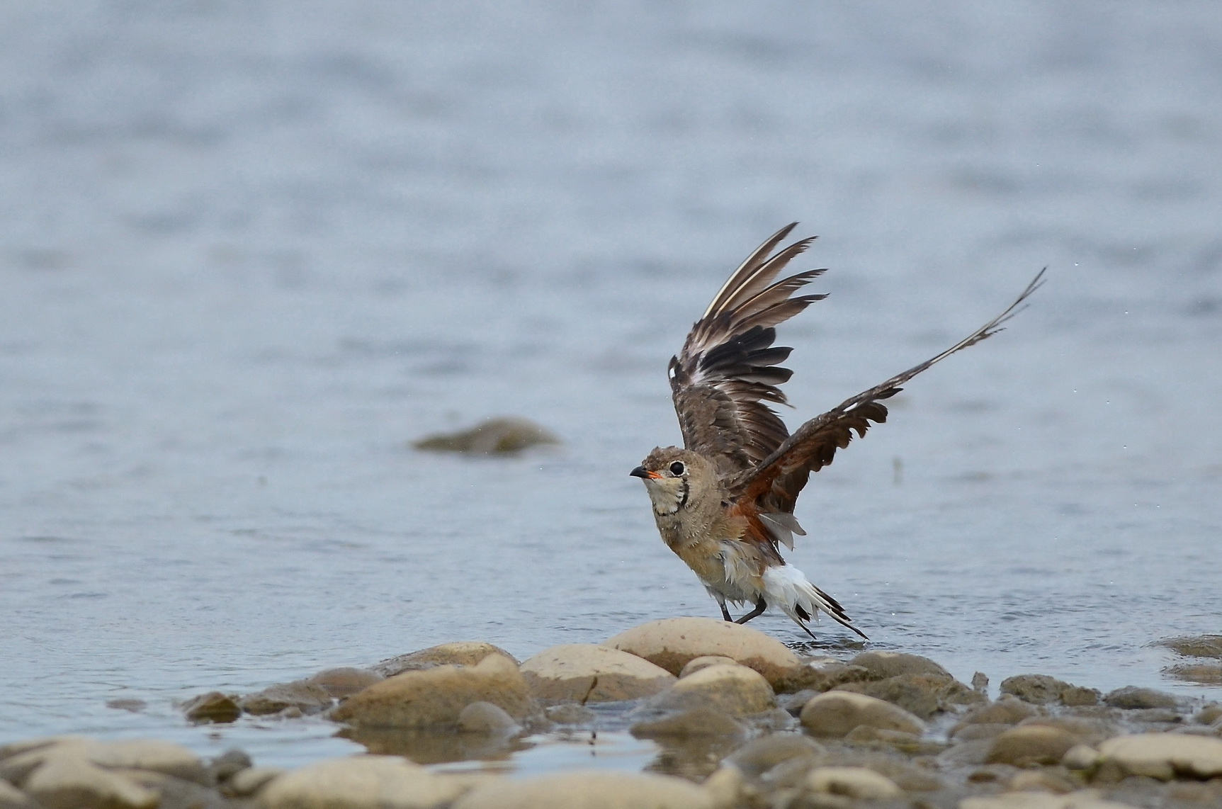 http://i.dcview.tw/gallery/201206/24c7243d5e62fec4a4ce3dcced0494e8.jpg