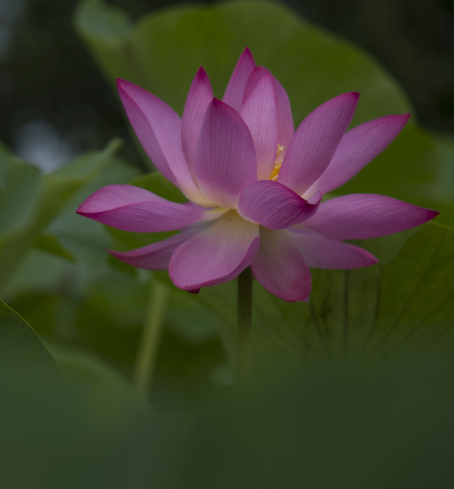 http://i.dcview.tw/gallery/201206/251a3c93c3781529eb9bddc7986309a1.jpg