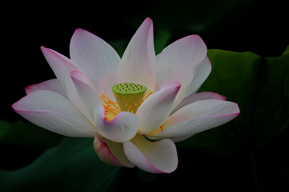 http://i.dcview.tw/gallery/201206/2523099d4d8624cd50d77517edd7146c.jpg