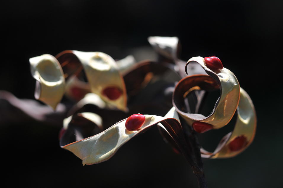 http://i.dcview.tw/gallery/201206/268146958635443156313072cad9fc42.jpg
