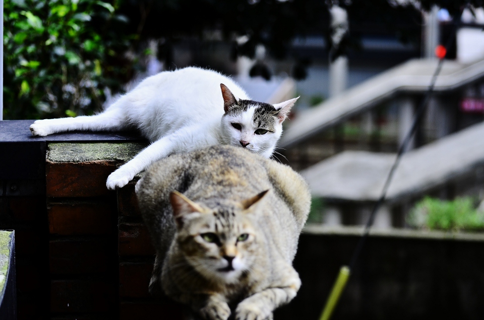 http://i.dcview.tw/gallery/201206/285d8952cb8af576f0c747649a7568c4.jpg