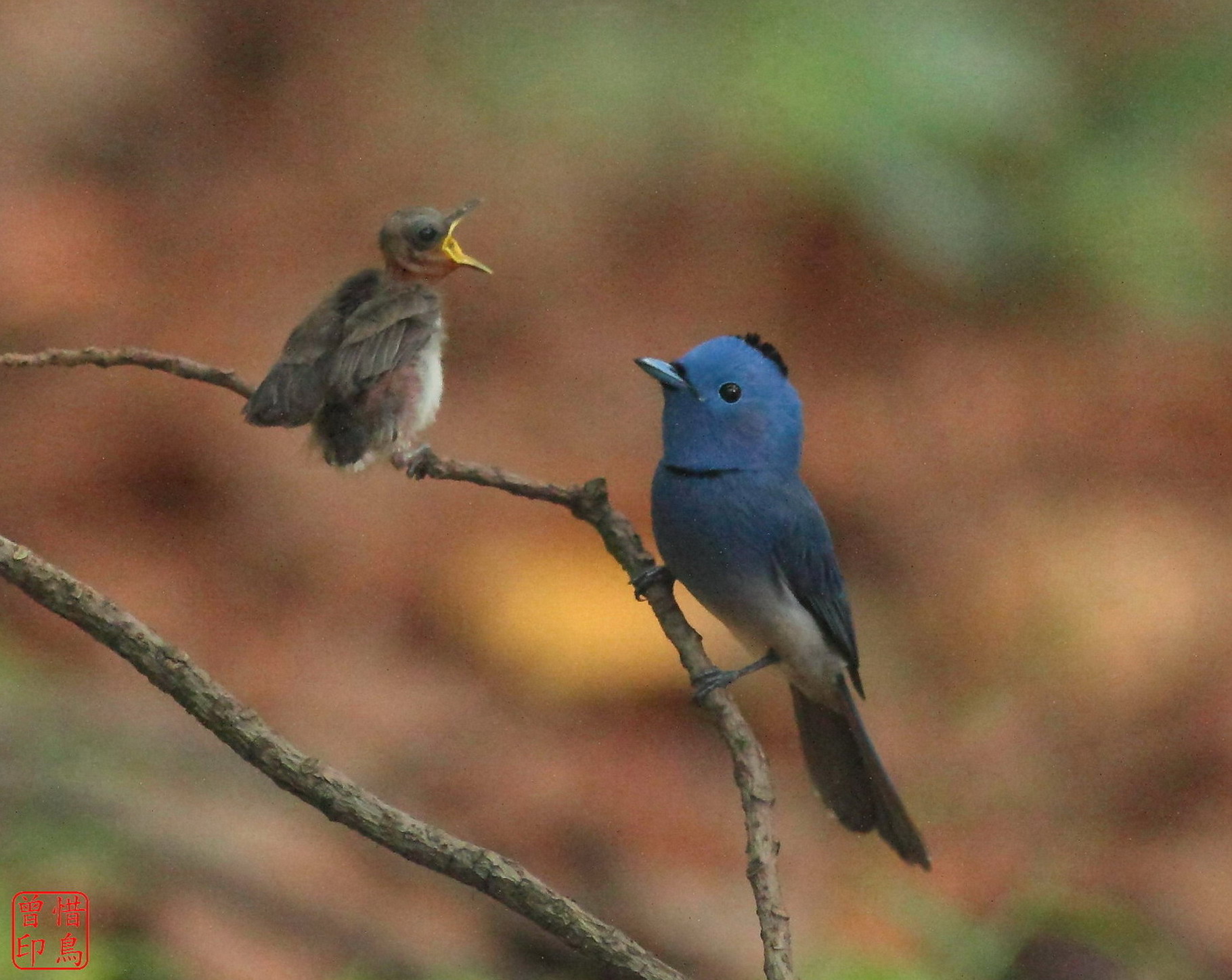 http://i.dcview.tw/gallery/201206/286ce1cb3d20cd314ccdf4c000e40406.jpg