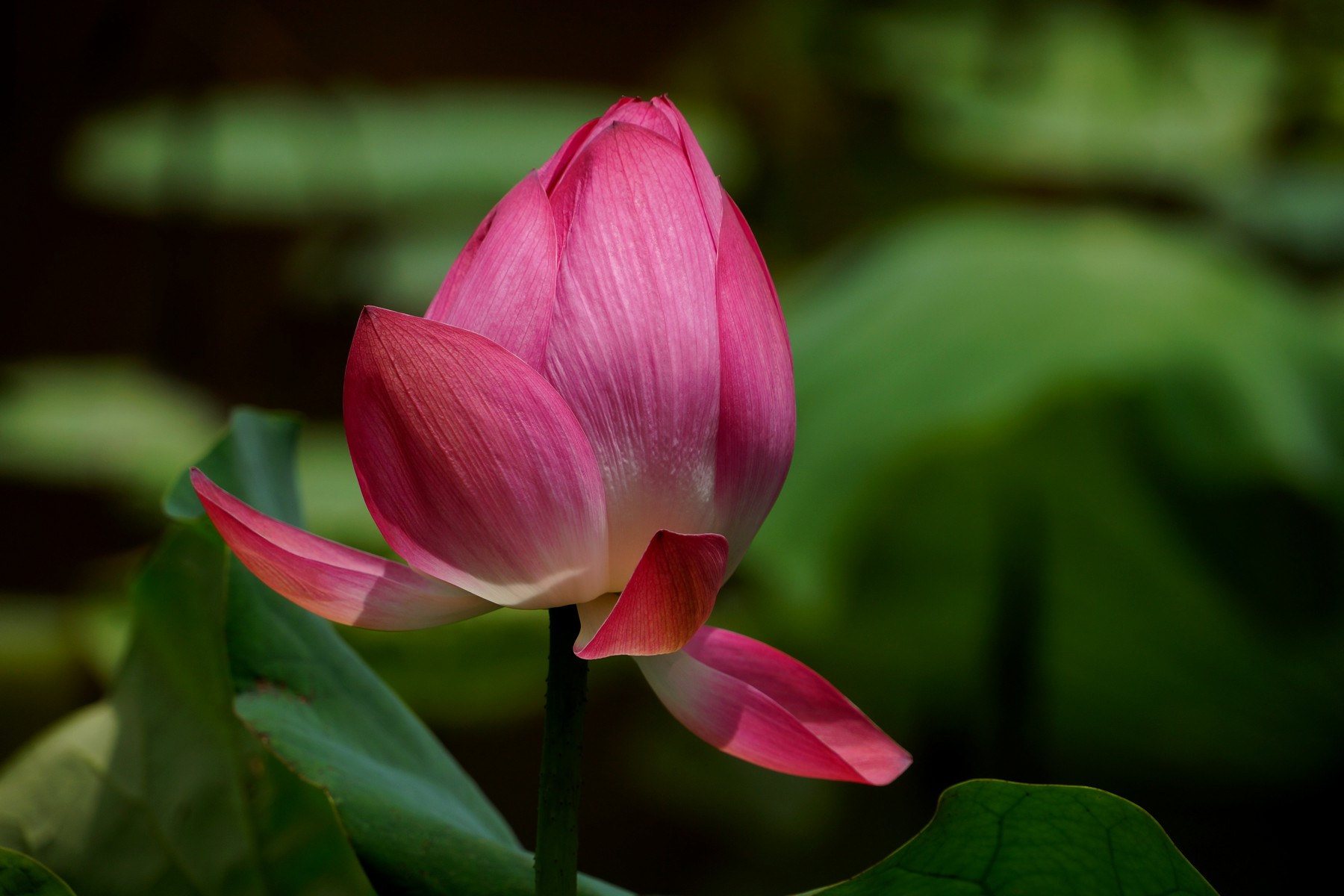 http://i.dcview.tw/gallery/201206/31af9be94de5401f6b674685d2cd0343.jpg