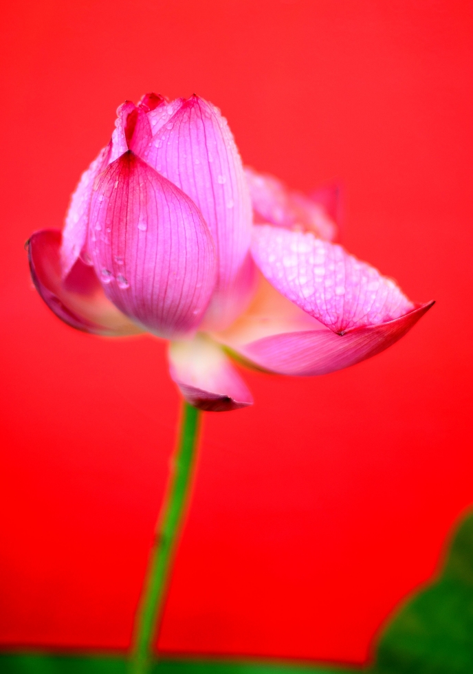 http://i.dcview.tw/gallery/201206/3289b9db5b56628459a576ae3289fc7a.jpg