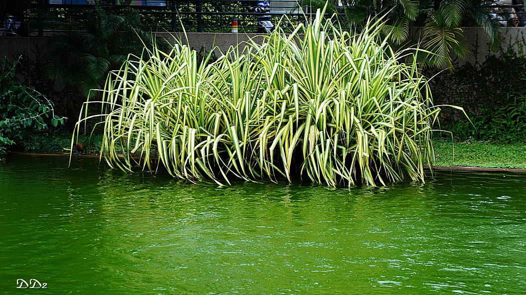 http://i.dcview.tw/gallery/201206/3a7dedfd7086ad6a4ee557eb1f04cabe.jpg
