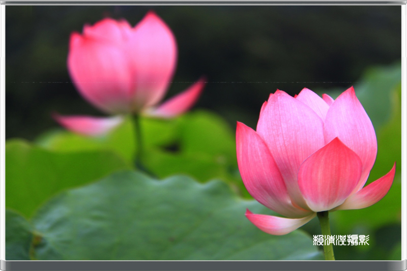 http://i.dcview.tw/gallery/201206/40082d0dcecff169540944d376f4c2e3.jpg