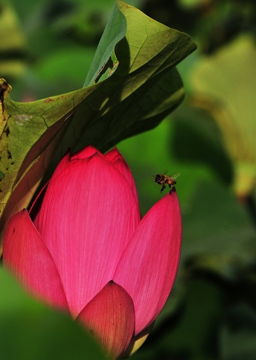 http://i.dcview.tw/gallery/201206/44527c4bf0bb9d19095ae90f8795866e.jpg