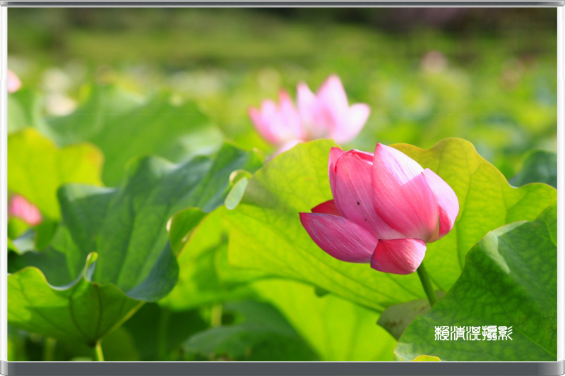 http://i.dcview.tw/gallery/201206/448cc470aeff3331e74240592b3df7f9.jpg