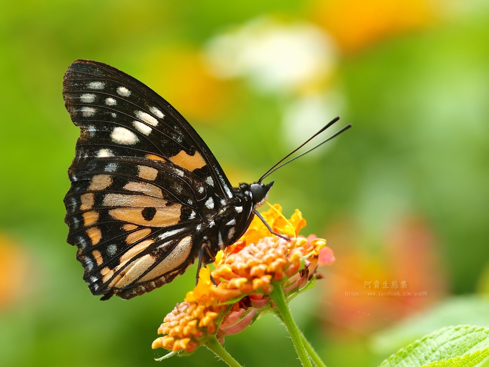 http://i.dcview.tw/gallery/201206/505edad9226fbc3313a42d2c1a832db7.jpg