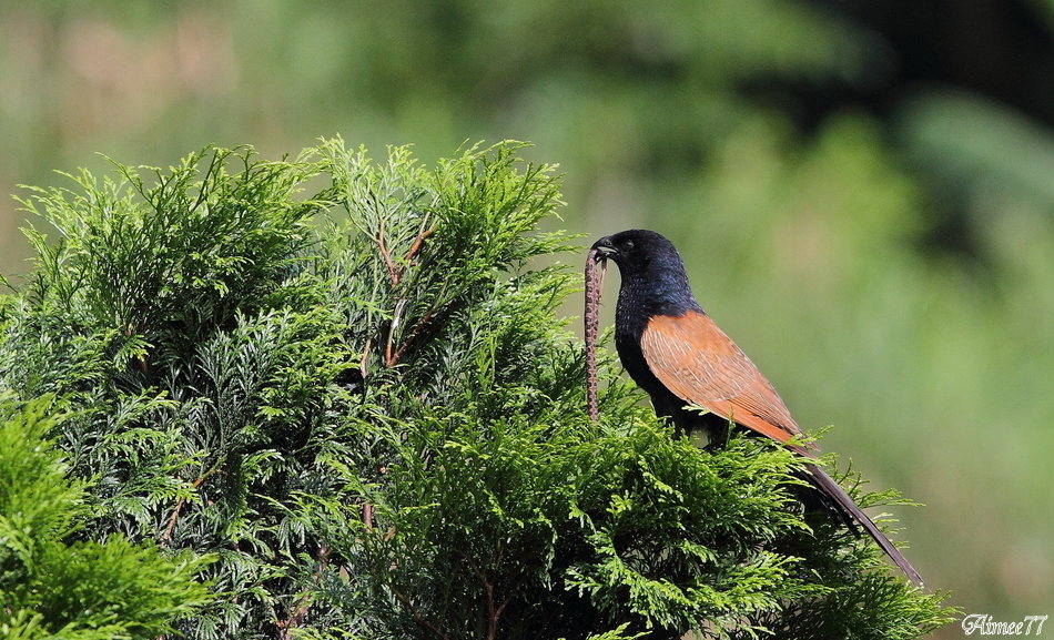 mainImg