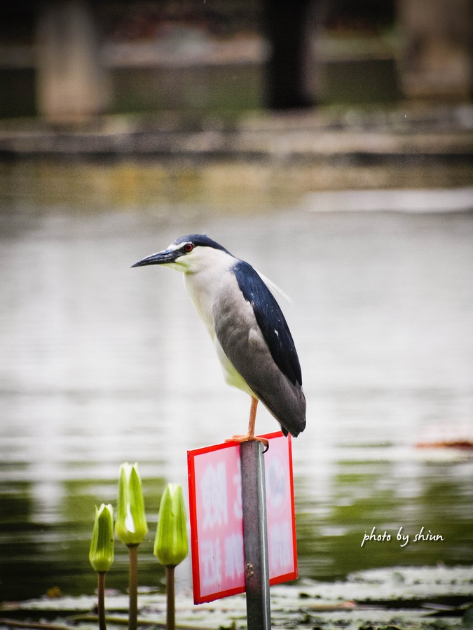 http://i.dcview.tw/gallery/201206/54f96b2950d731a4f1786d3c597d7ef1.jpg
