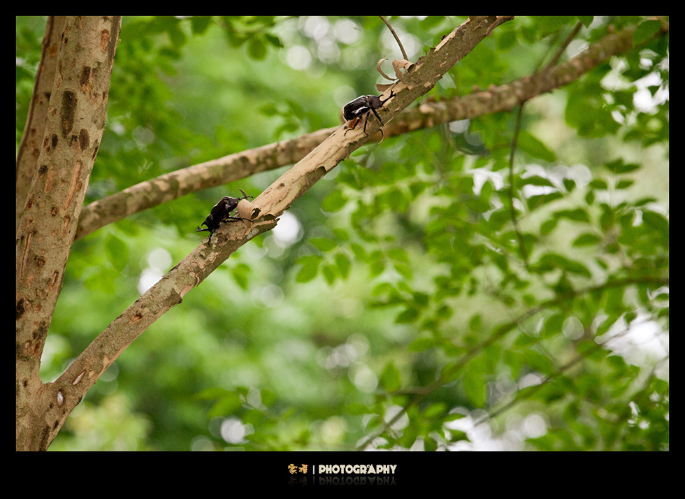 http://i.dcview.tw/gallery/201206/55c4135636ca8b6bf2af48e0a351d054.jpg