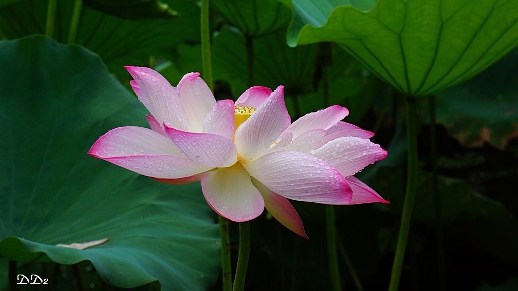 http://i.dcview.tw/gallery/201206/56f4fe392c20ae4639f226e88182a592.jpg