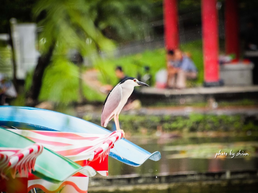 http://i.dcview.tw/gallery/201206/5b04645912adb6e7233db1ef2ac85313.jpg