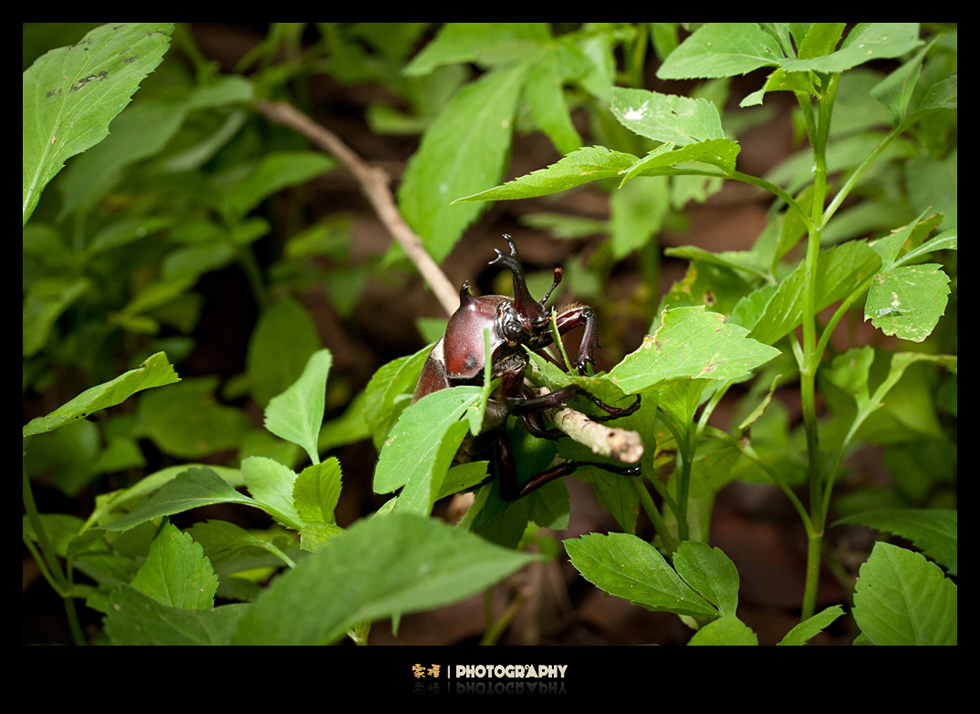 http://i.dcview.tw/gallery/201206/69b5e3f7c5f907ffbe829f54e49f28af.jpg