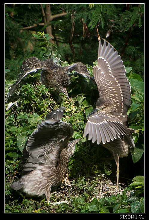 http://i.dcview.tw/gallery/201206/6d7dcc3ff34d6209b5c4d5b71f42bcd1.jpg