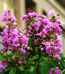 花朵及其上的小昆虫或白頭翁