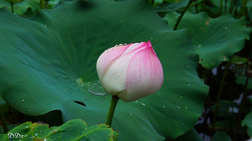 http://i.dcview.tw/gallery/201206/7728b7d9b7b86fd020665390803ad9cd.jpg
