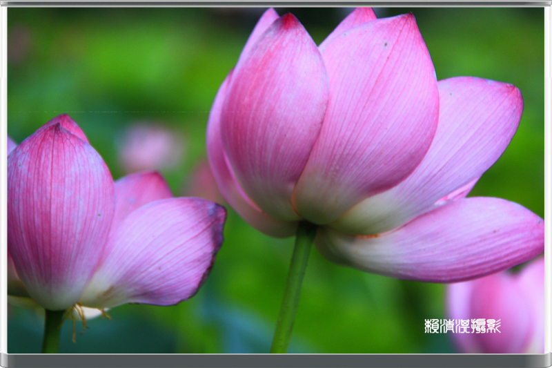 http://i.dcview.tw/gallery/201206/7d99c2332d9f476849035c9e2e69b276.jpg