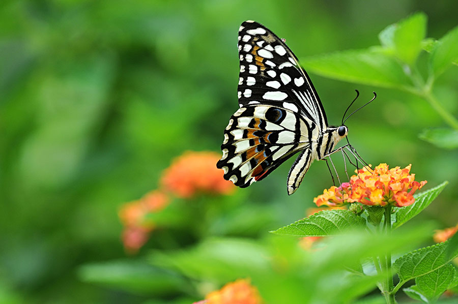 http://i.dcview.tw/gallery/201206/7e826ae792becd81307d0b0fa16352d2.jpg