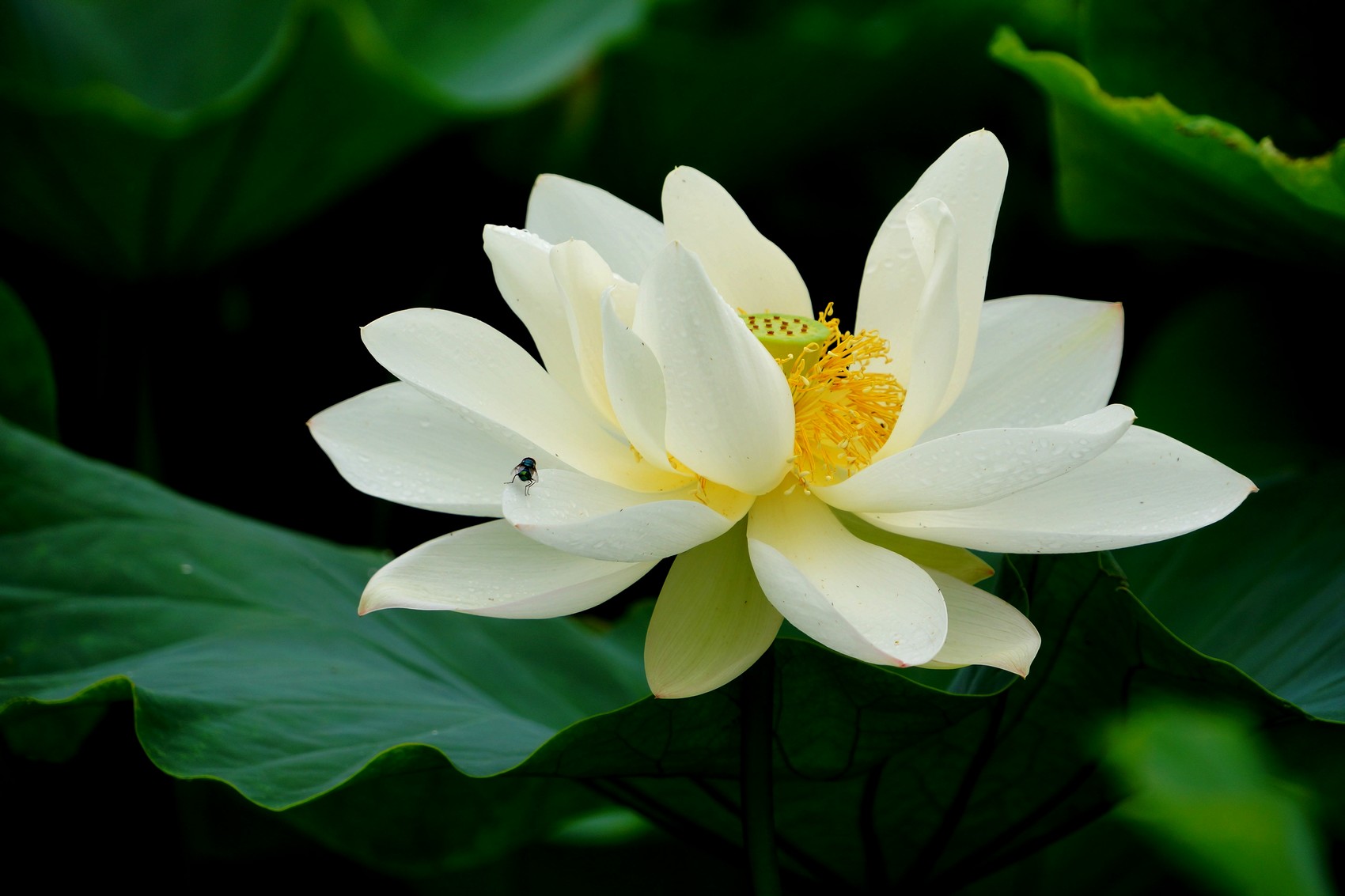 http://i.dcview.tw/gallery/201206/805c53b70ef0d90f2ea1662c1f3e88d6.jpg