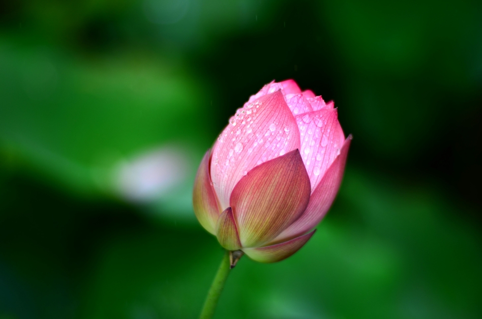 http://i.dcview.tw/gallery/201206/8acc7318dc27e78f3a332751f59b30a9.jpg