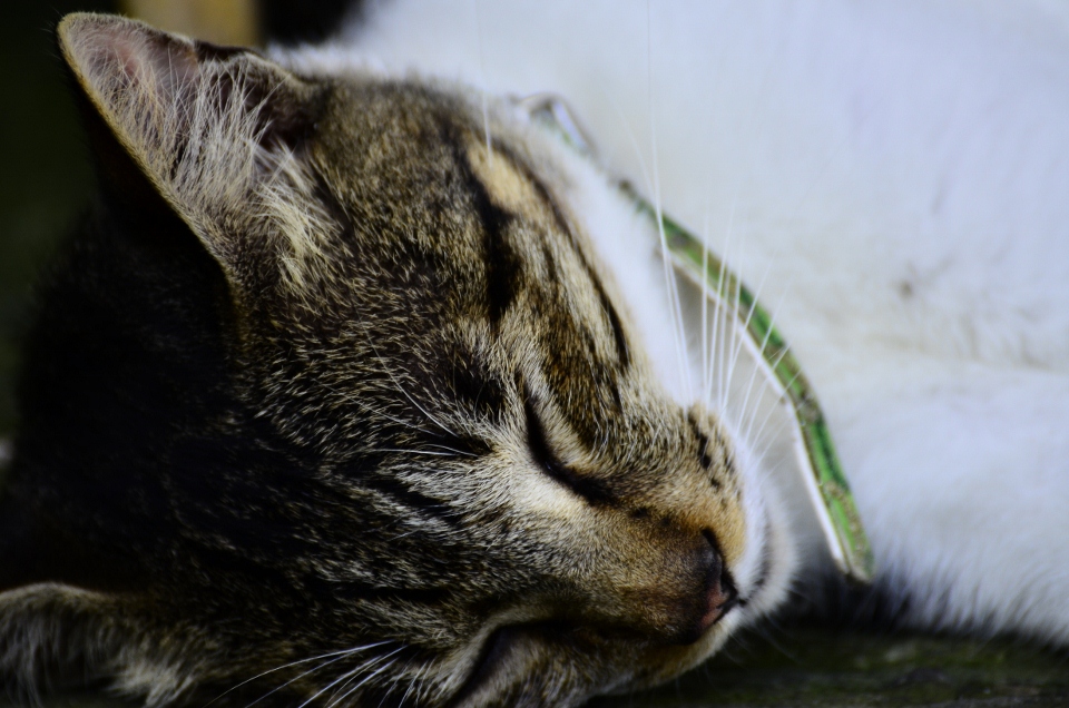 http://i.dcview.tw/gallery/201206/8c5bbe6fd1a9ec40e945801517620e20.jpg