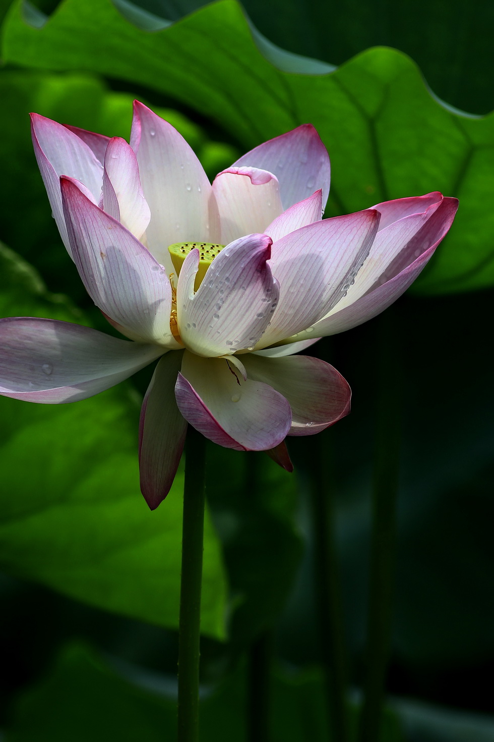http://i.dcview.tw/gallery/201206/8d80078ba8c6180f65feb5c63f160d4b.jpg