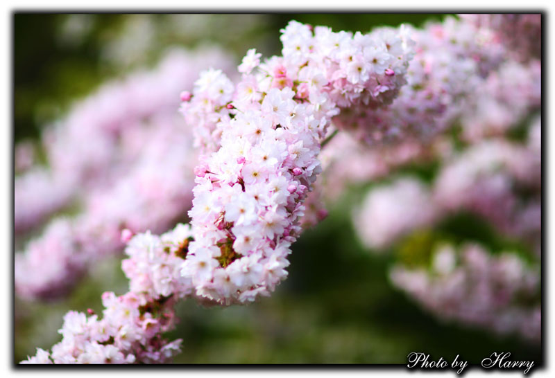 http://i.dcview.tw/gallery/201206/8f522ceeda7e429a34bb69ca8fecd861.jpg