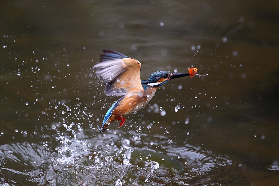 http://i.dcview.tw/gallery/201206/936636c691e3c6ed45a91a55745ec768.jpg