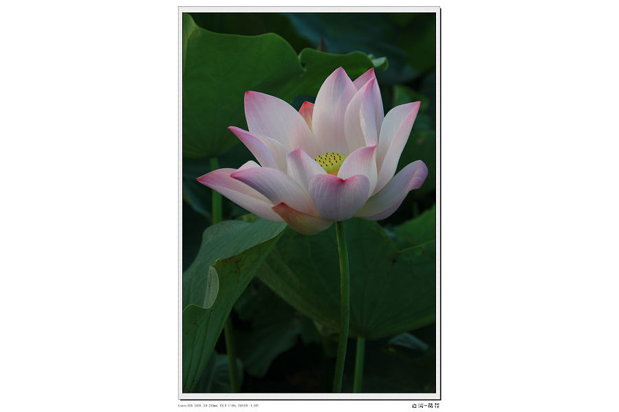 http://i.dcview.tw/gallery/201206/936df3cc29879bb719d3531afed6f120.jpg