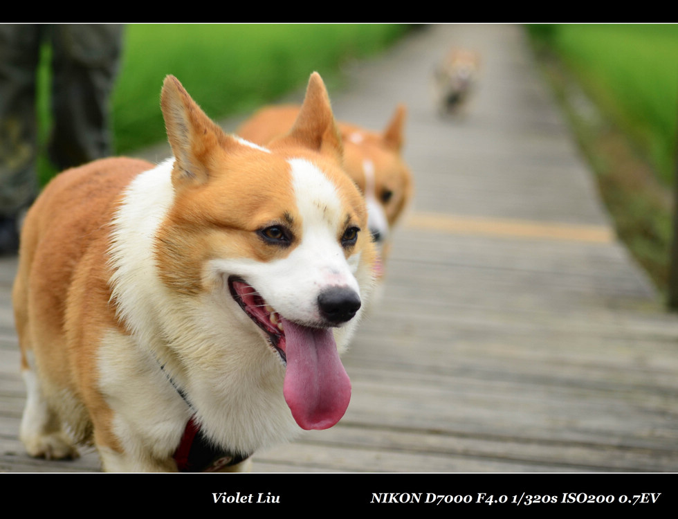 http://i.dcview.tw/gallery/201206/9b947df738f49a5c3f286b16b129ad7b.jpg
