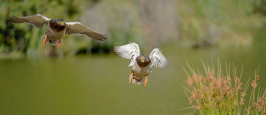 http://i.dcview.tw/gallery/201206/9ea19660b5c7d6633e9f8f9a9cfb8395.jpg