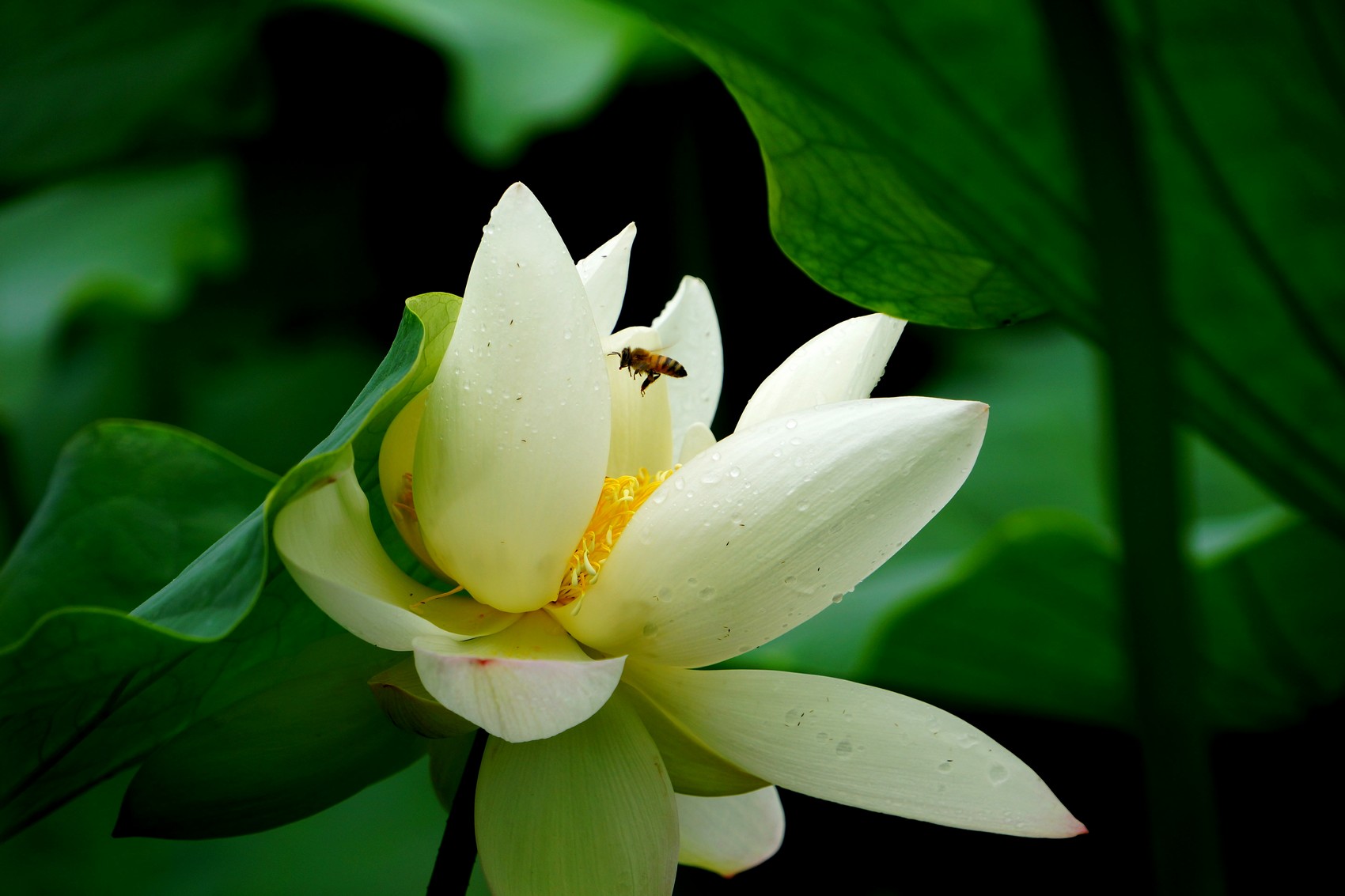 http://i.dcview.tw/gallery/201206/a030f28a015e3df850354398ff9ec780.jpg