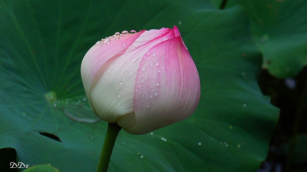 http://i.dcview.tw/gallery/201206/a5f712a2600f2dc58554f60386f59e47.jpg