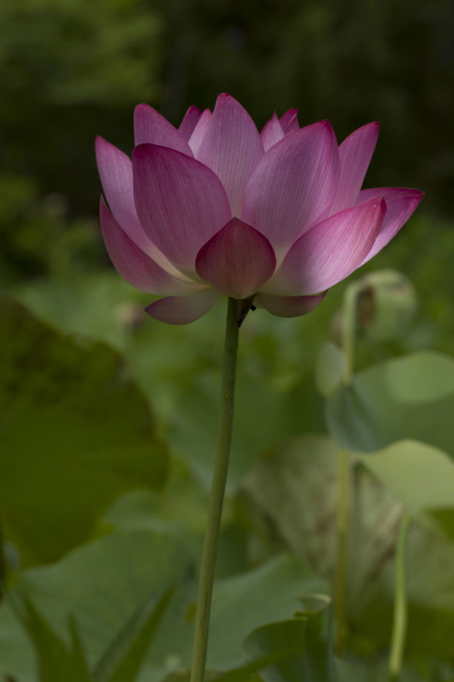 http://i.dcview.tw/gallery/201206/a693e86071fc187479f623a5f85b76b7.jpg