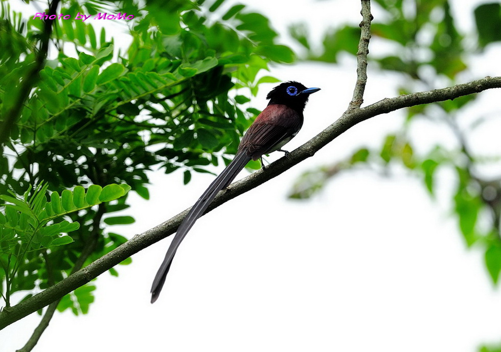 http://i.dcview.tw/gallery/201206/a6c679429ee25cc20ad2fd355cd6a19a.jpg