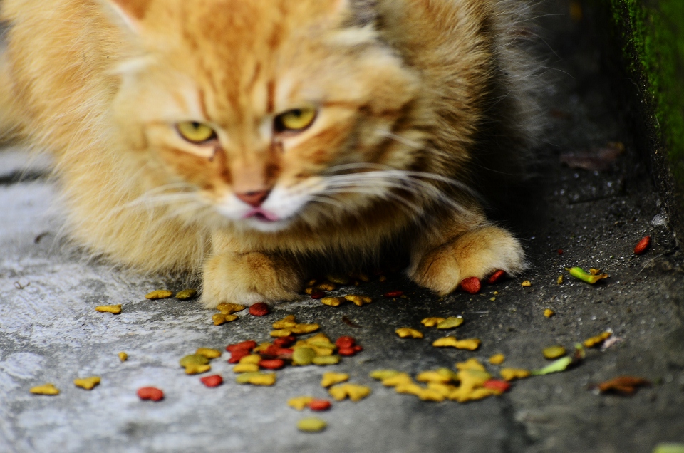 http://i.dcview.tw/gallery/201206/a9c898b4190f2c861bce65509744ff00.jpg