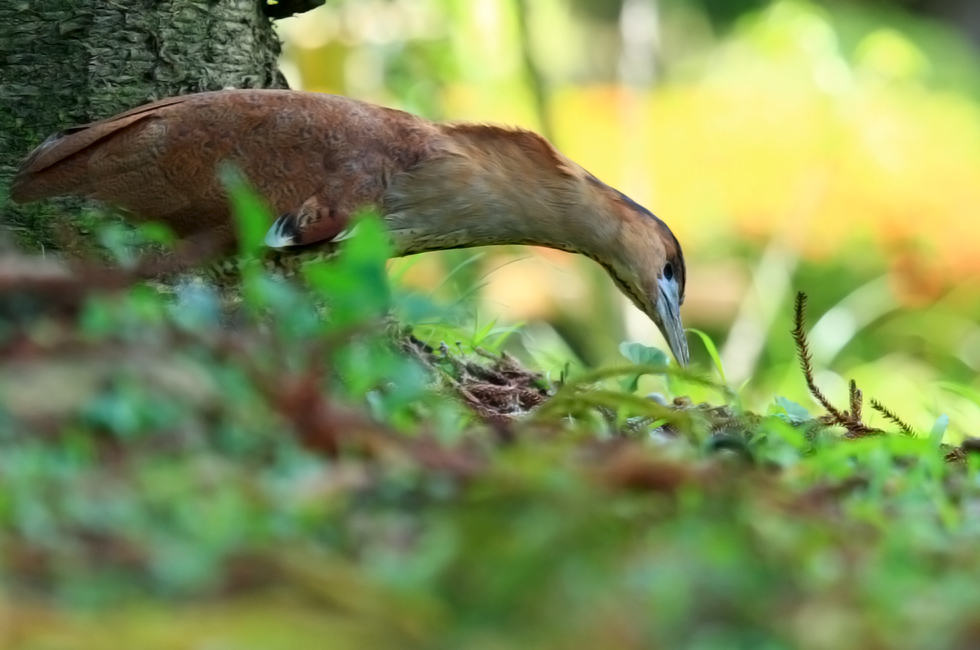 http://i.dcview.tw/gallery/201206/b84fdabc46f8ae92a8254cf8e40eced7.jpg